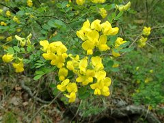 Hippocrepis emerus emeroides