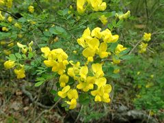 Hippocrepis emerus emeroides