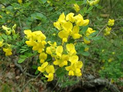 Hippocrepis emerus emeroides