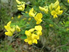 Hippocrepis emerus emeroides