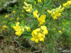 Hippocrepis emerus emeroides