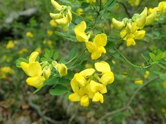 Hippocrepis emerus emeroides