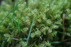 Rhytidiadelphus squarrosus