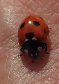 Coccinella septempunctata