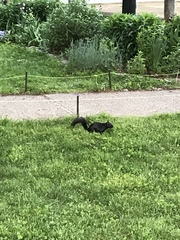 Sciurus carolinensis