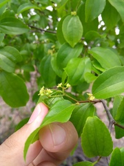 Sarcomphalus platyphyllus