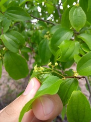 Sarcomphalus platyphyllus
