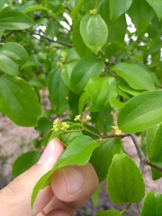 Sarcomphalus platyphyllus