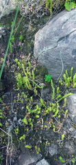 Crassula lanceolata
