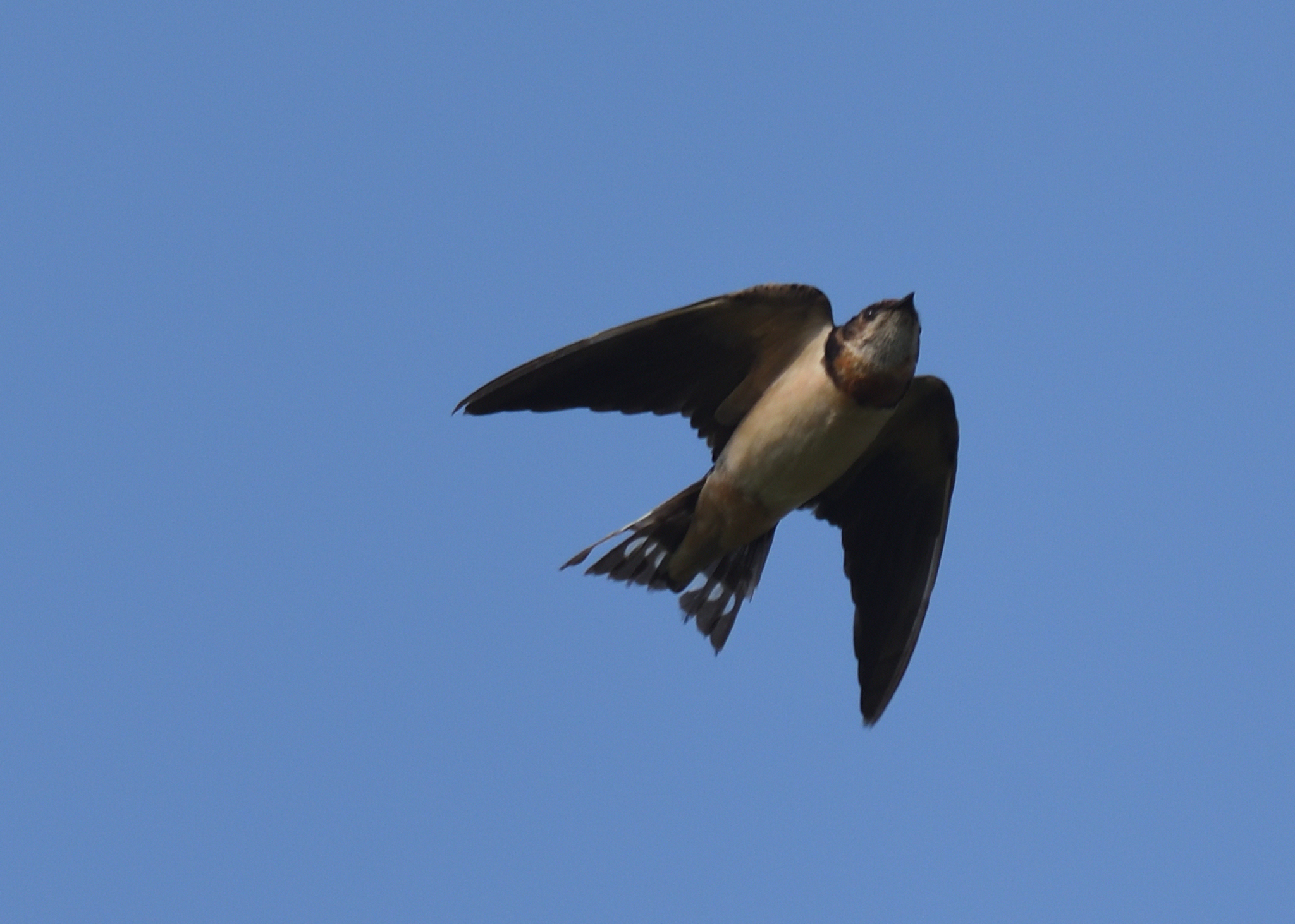 Barn Swallow