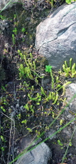 Crassula lanceolata