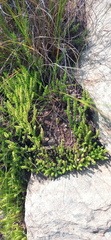 Crassula lanceolata