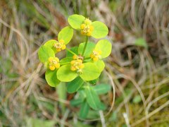 Euphorbia fragifera