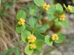 Euphorbia fragifera