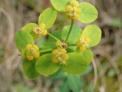Euphorbia fragifera