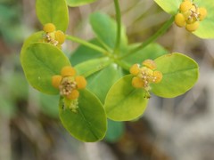 Euphorbia fragifera