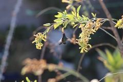 Cynanthus latirostris