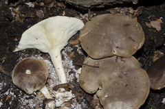 Leucopaxillus eucalyptorum