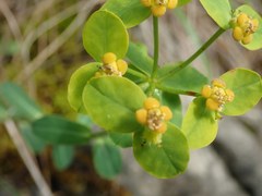 Euphorbia fragifera