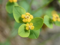 Euphorbia fragifera