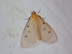 Soloe tripunctata