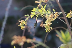 Cynanthus latirostris