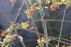 Cynanthus latirostris