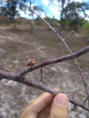 Commiphora leptophloeos