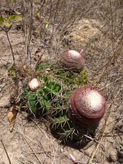 Melocactus violaceus violaceus