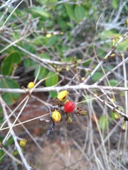 Erythroxylum rimosum