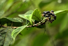 Gaertnera longivaginalis
