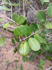 Erythroxylum rimosum