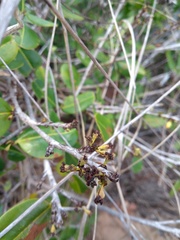 Erythroxylum rimosum