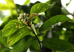 Gaertnera longivaginalis