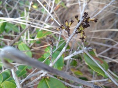 Erythroxylum rimosum