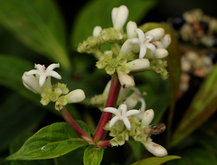 Gaertnera longivaginalis