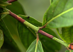 Gaertnera longivaginalis