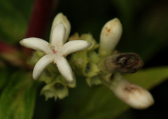 Gaertnera longivaginalis