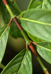 Gaertnera longivaginalis