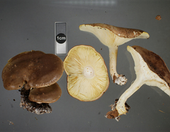 Leucopaxillus eucalyptorum
