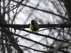 Parus major