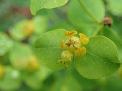 Euphorbia fragifera