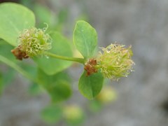 Euphorbia fragifera