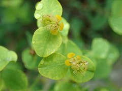 Euphorbia fragifera