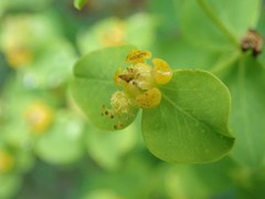 Euphorbia fragifera