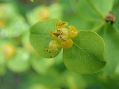 Euphorbia fragifera