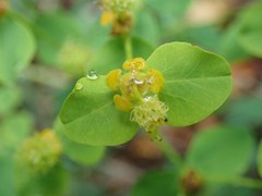 Euphorbia fragifera