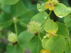 Euphorbia fragifera