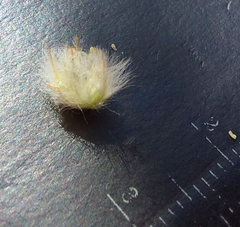 Cyphocarpa angustifolia