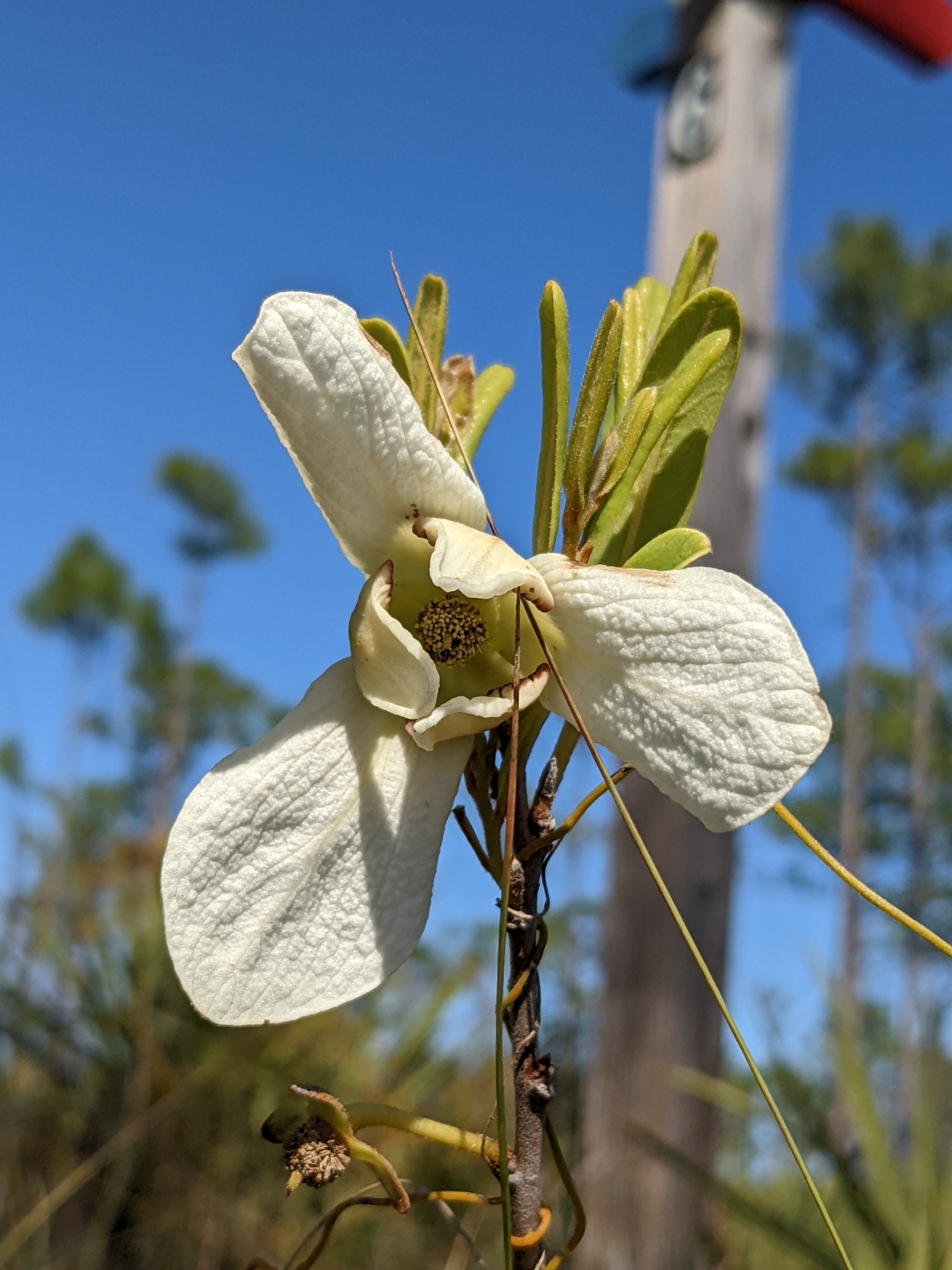 Asimina reticulata